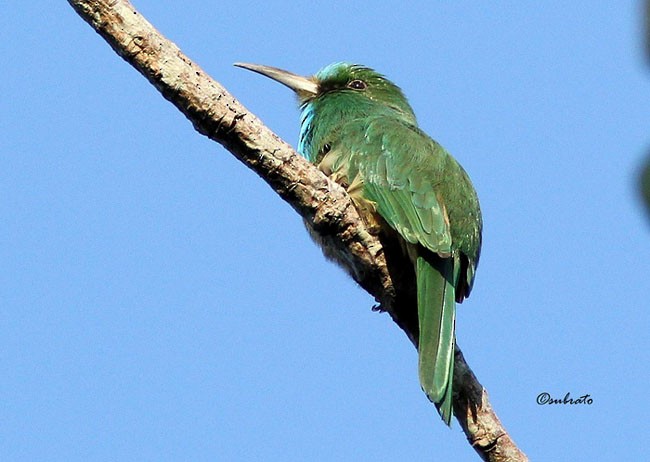 Blue-bearded Bee-eater - ML379673651