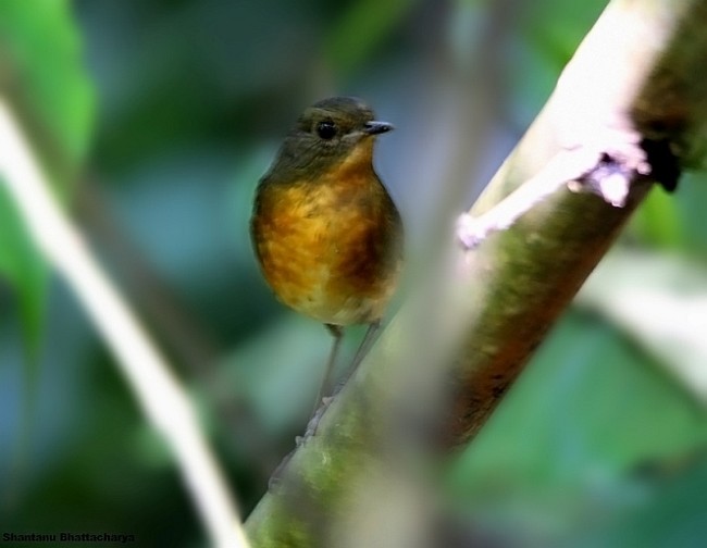 Rusty-bellied Shortwing - ML379673741