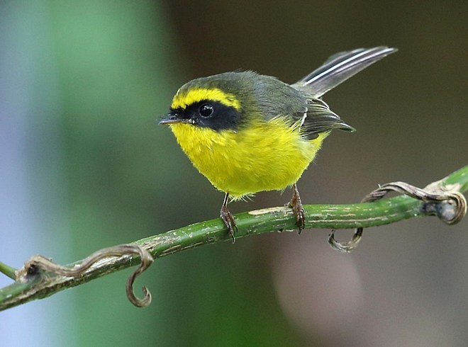 Yellow-bellied Fairy-Fantail - ML379673801