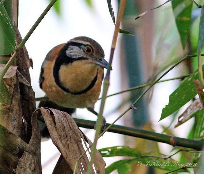 Greater Necklaced Laughingthrush - ML379673981
