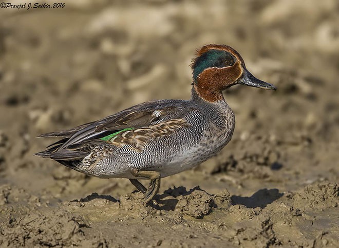 Green-winged Teal (Eurasian) - ML379674161