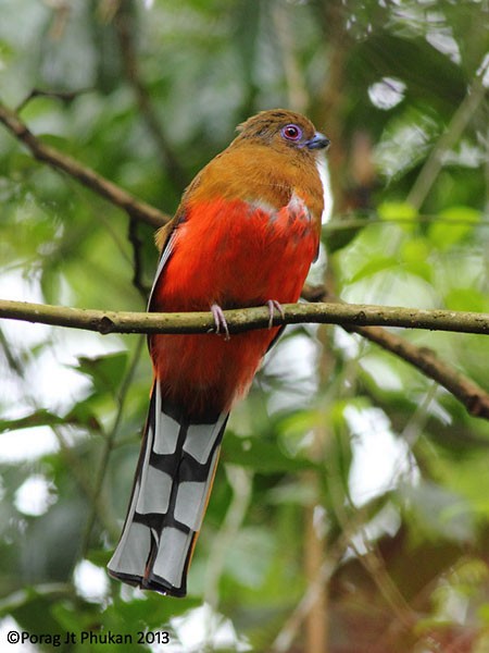 trogon rudohlavý - ML379674181