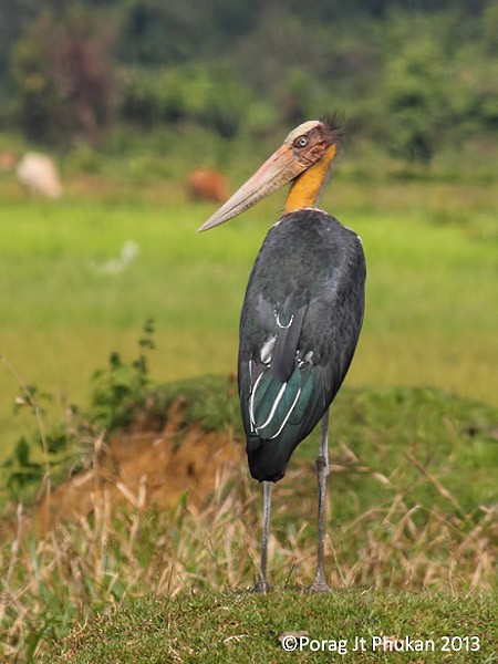 Lesser Adjutant - ML379674241