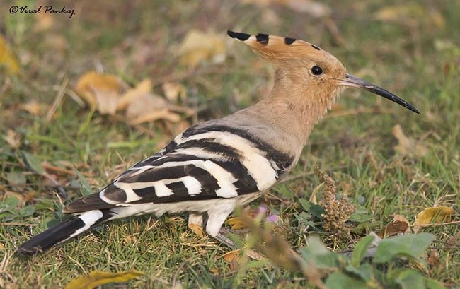 Eurasian Hoopoe - ML379674571