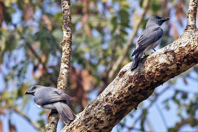 Black-winged Cuckooshrike - ML379674701