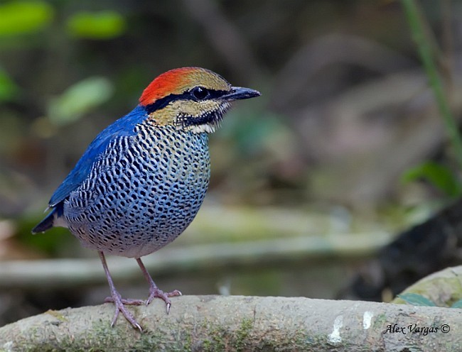 pita azurová - ML379675361