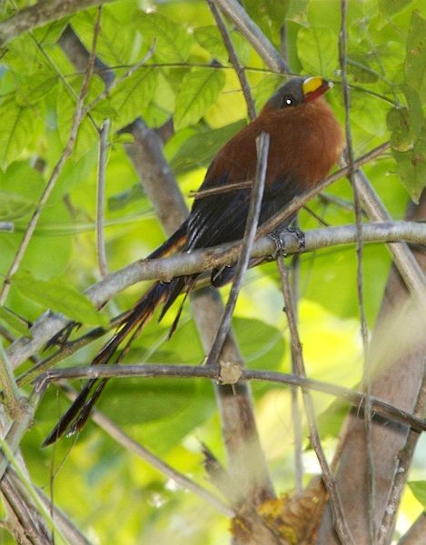 Yellow-billed Malkoha - ML379675531