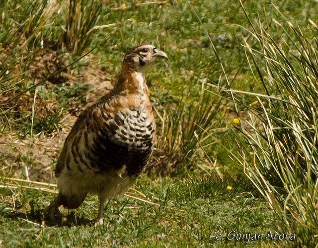 Tibetan Partridge - ML379675601