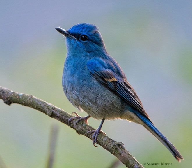 Pale Blue Flycatcher (Unicolored) - Santanu Manna