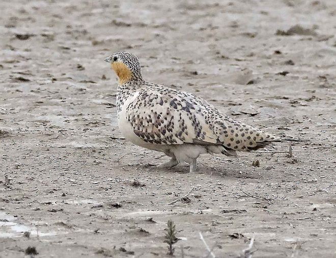 Spotted Sandgrouse - ML379675711