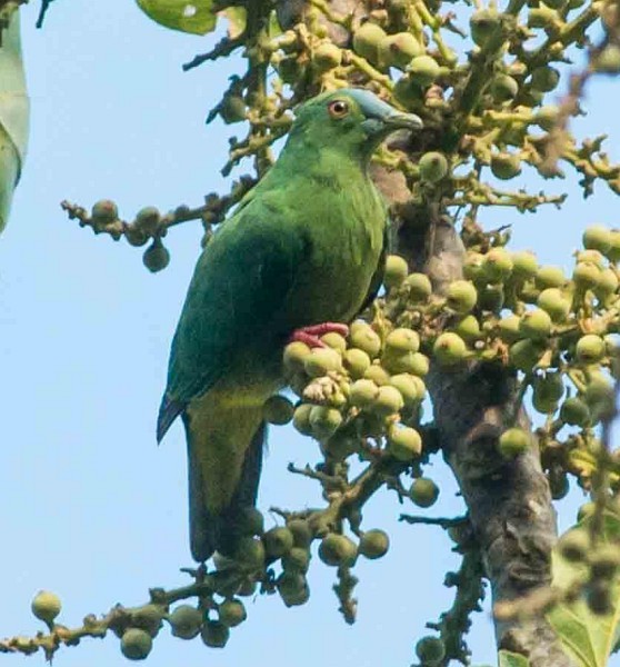 Blue-capped Fruit-Dove - ML379675851