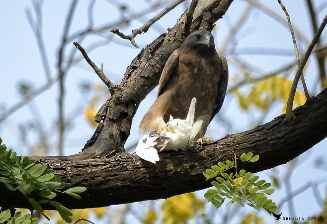 Booted Eagle - Sumanta Pramanick