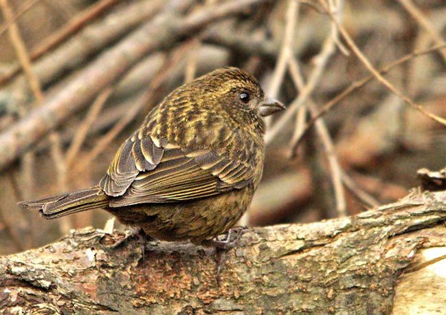 Dark-rumped Rosefinch - Biswapriya Rahut