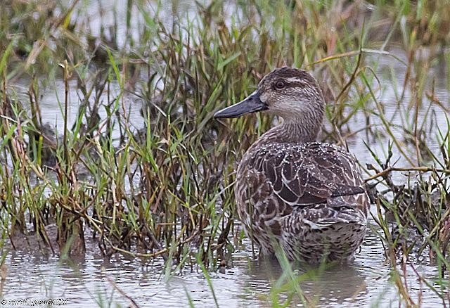 Garganey - ML379676711