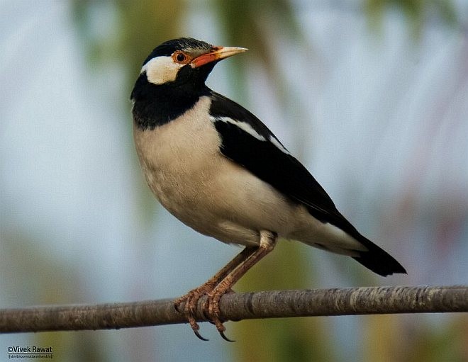 Indian Pied Starling - ML379676981