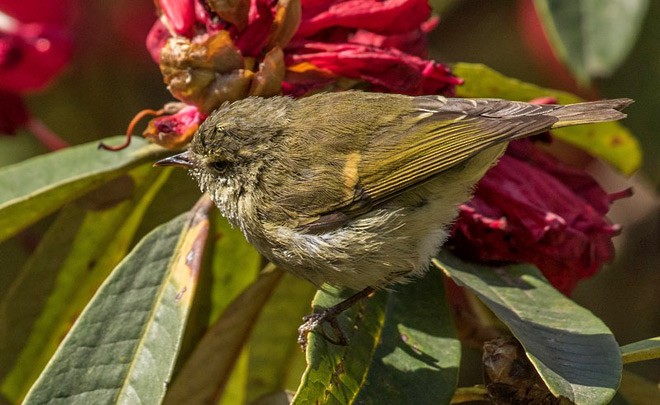 Buff-barred Warbler - ML379677071