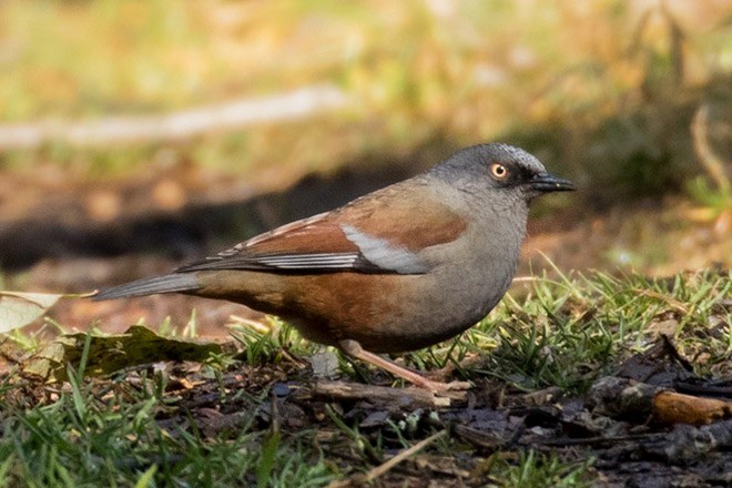 Maroon-backed Accentor - ML379677081