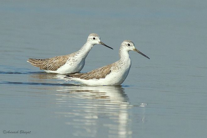 Marsh Sandpiper - ML379677131