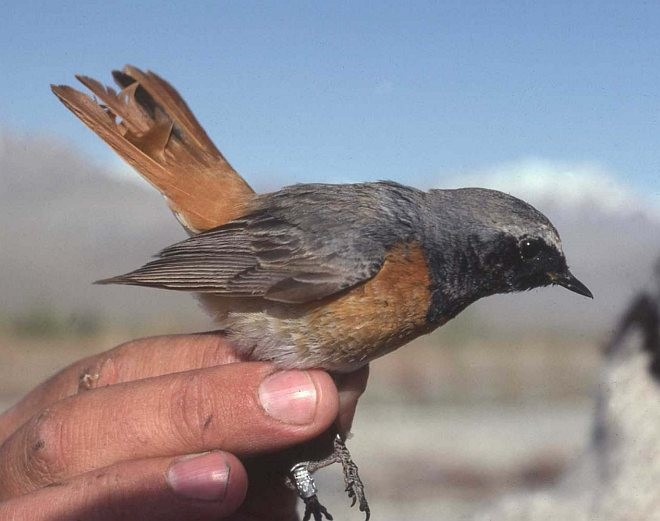 Common Redstart (Common) - ML379677141
