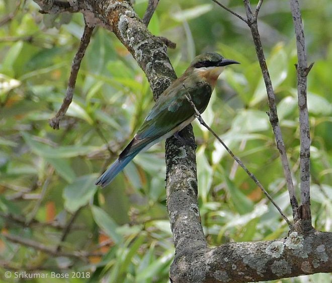 Blue-tailed Bee-eater - ML379677171