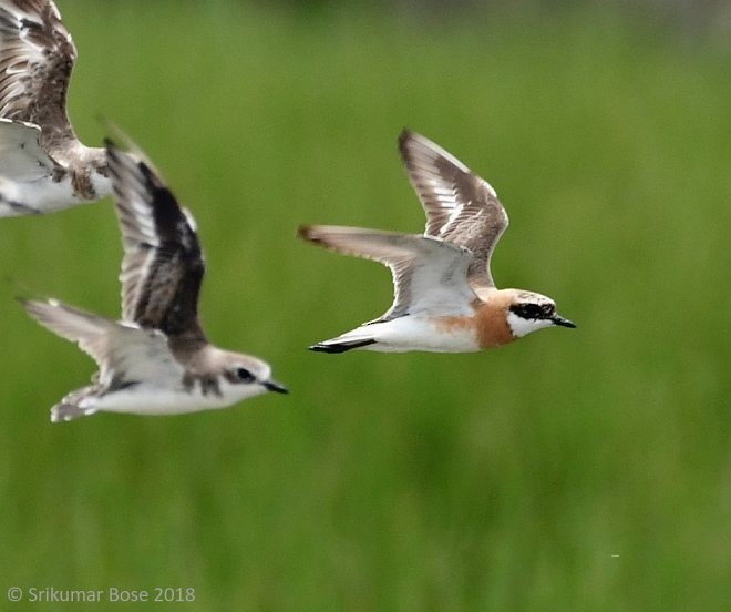 Tibetan Sand-Plover - ML379677181