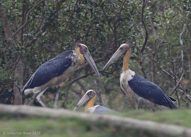 Lesser Adjutant - ML379677231