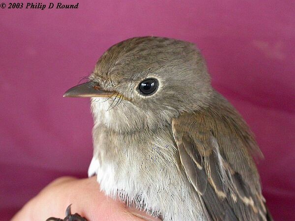 Asian Brown Flycatcher - ML379677401