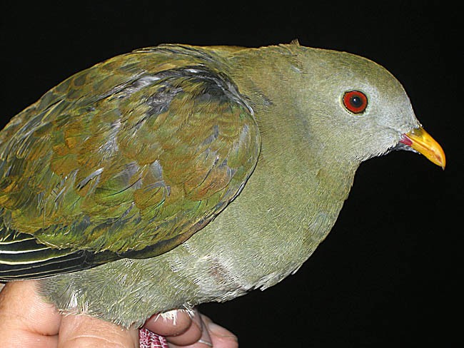 Black-chinned Fruit-Dove - ML379677561