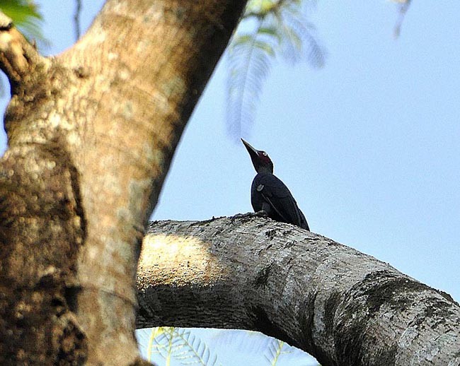 Northern Sooty-Woodpecker - ML379677591