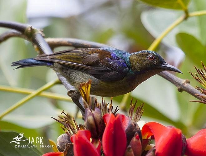 Brown-throated Sunbird - ML379677661