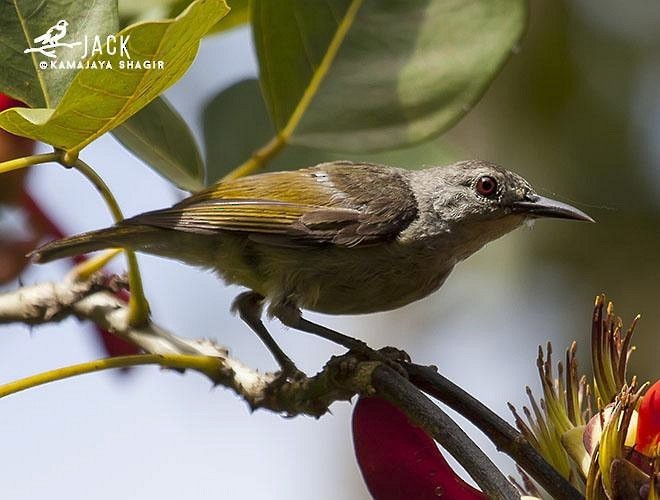 Brown-throated Sunbird - ML379677711
