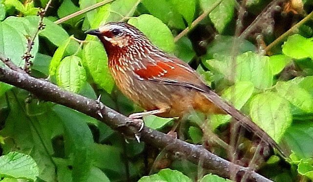 Striped Laughingthrush - ML379677781