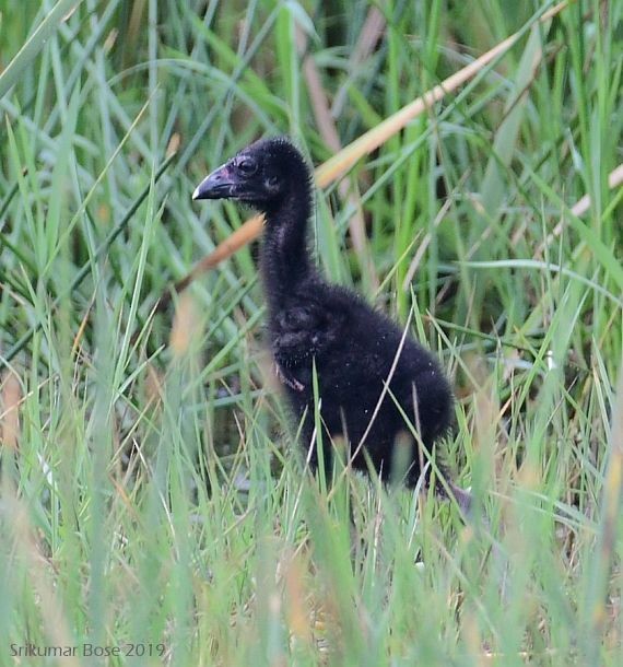 Gray-headed Swamphen - ML379677871