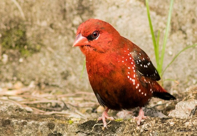 Red Avadavat (Red-bellied) - ML379678191