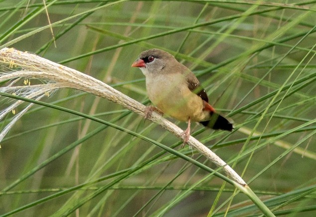 Red Avadavat (Red-bellied) - ML379678201