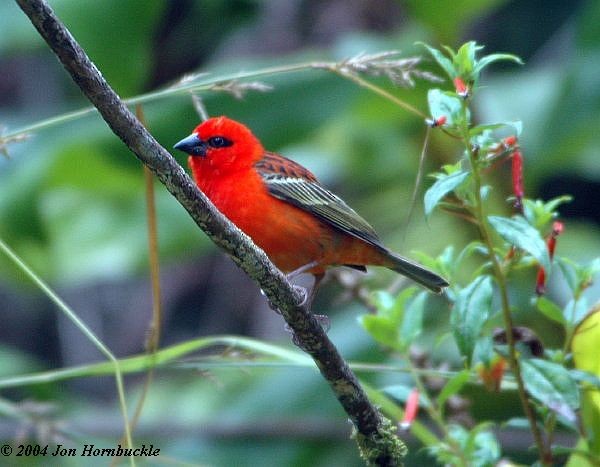 Red Fody - ML379678351
