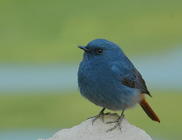 Plumbeous Redstart - ML379678371