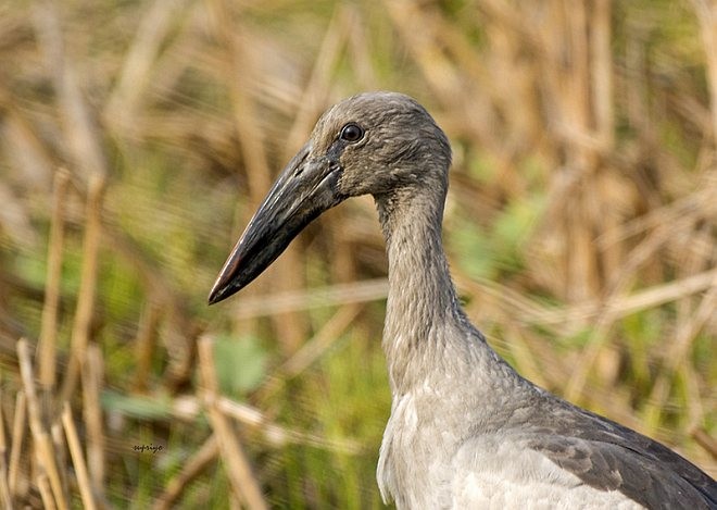 Asian Openbill - ML379678731