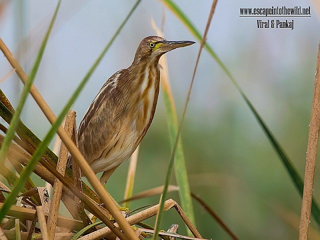 Yellow Bittern - ML379678941