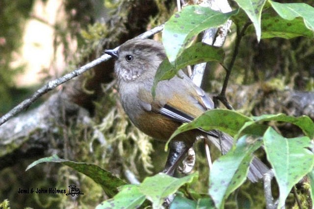 Manipur Fulvetta - ML379679001