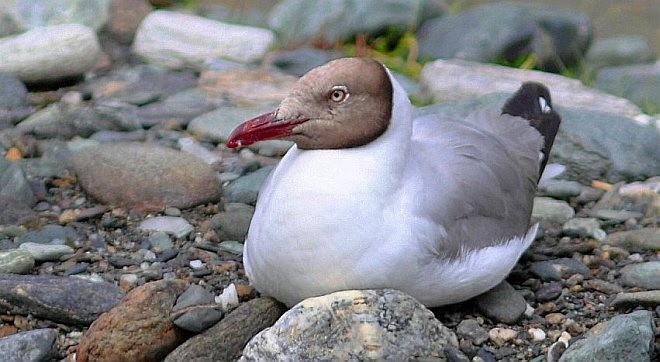 Brown-headed Gull - ML379679011