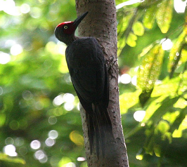 Ashy Woodpecker - ML379679091