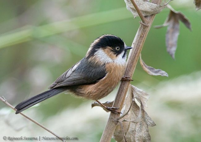 Black-browed Tit - Rajneesh Suvarna