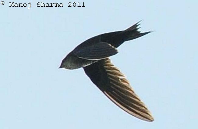 Dark-rumped Swift - Manoj Sharma