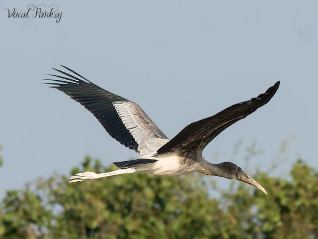 Painted Stork - ML379679301