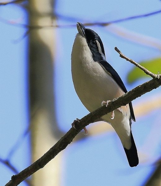 White-browed Shrike-Babbler (Chestnut-winged) - ML379679411