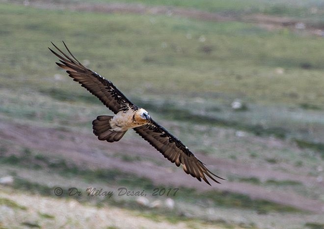 Bearded Vulture (Eurasian) - ML379679451