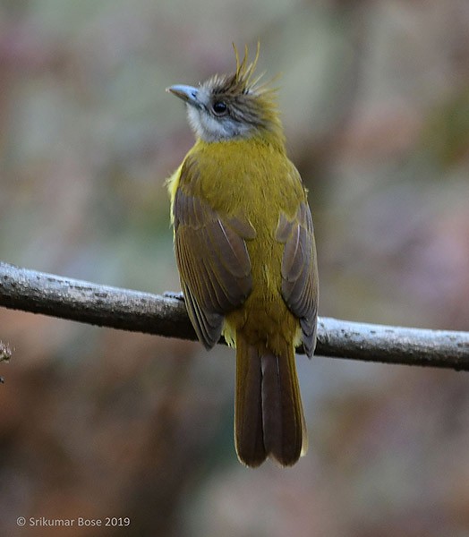 White-throated Bulbul - ML379679461