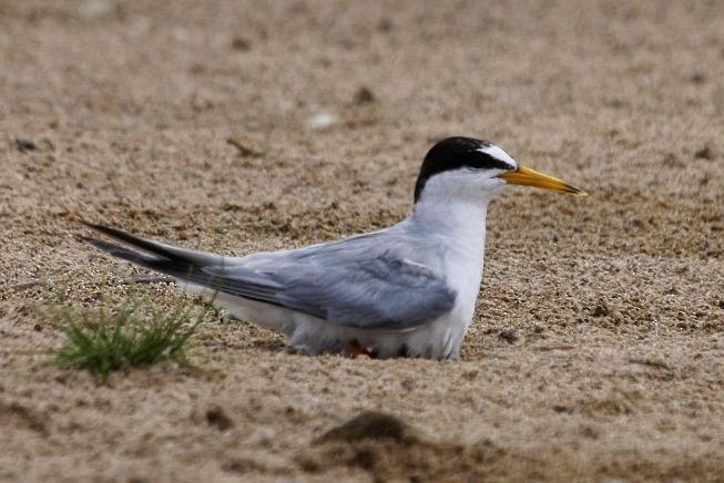 Little Tern - ML379679471