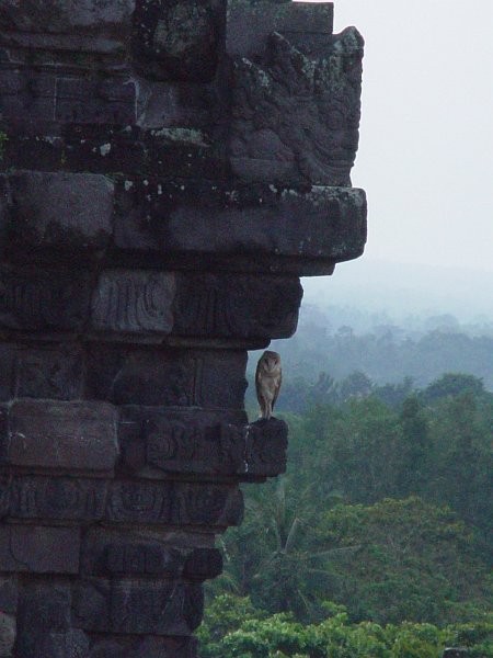 Barn Owl (Eastern) - Pramana Yuda